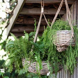 Miniatura: Kosze i koszyki wiszące